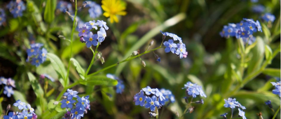 Eine fast vergessene Heilpflanze: Myosotis, Vergißmeinnicht.